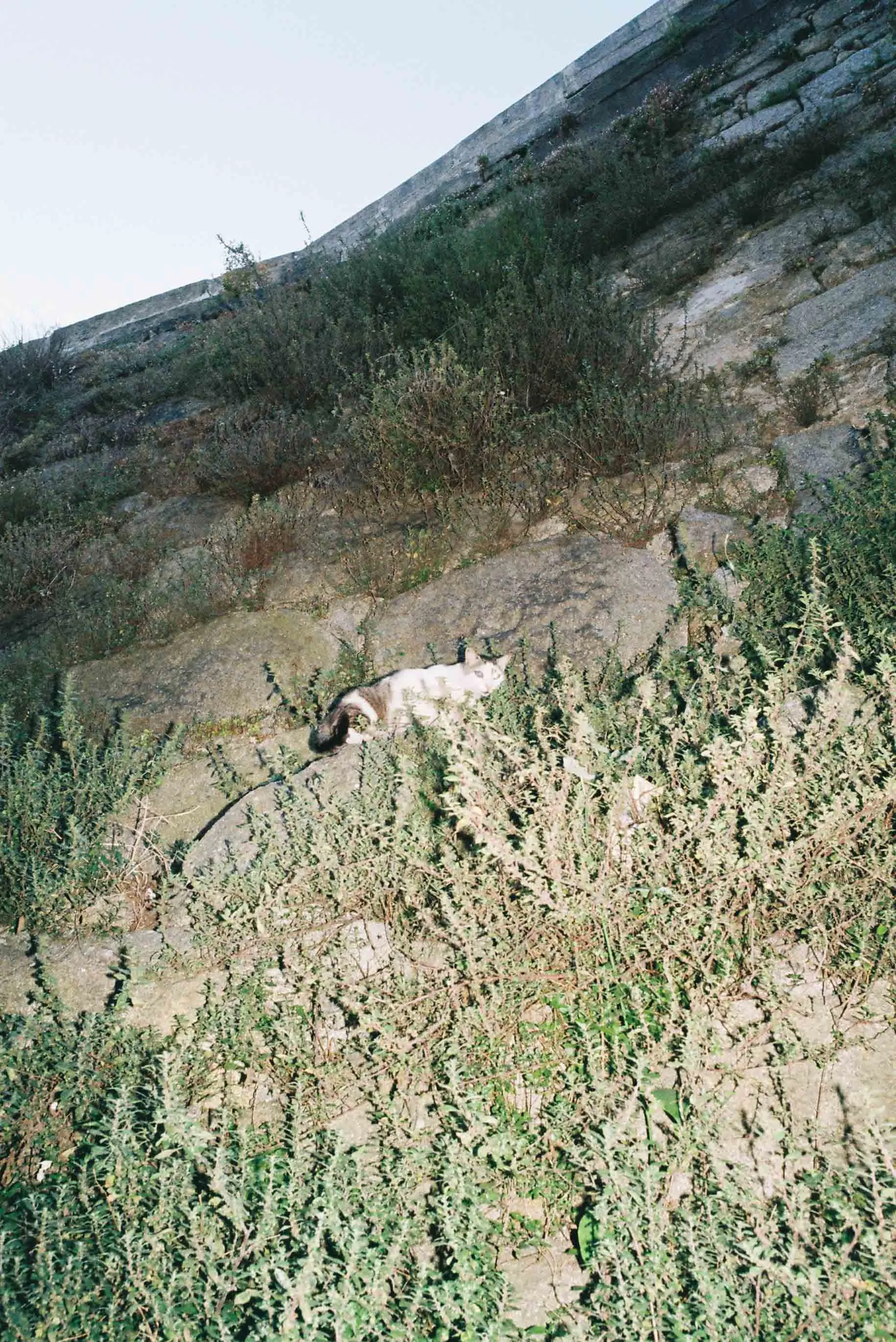 Analog — Photography Archive, still 7