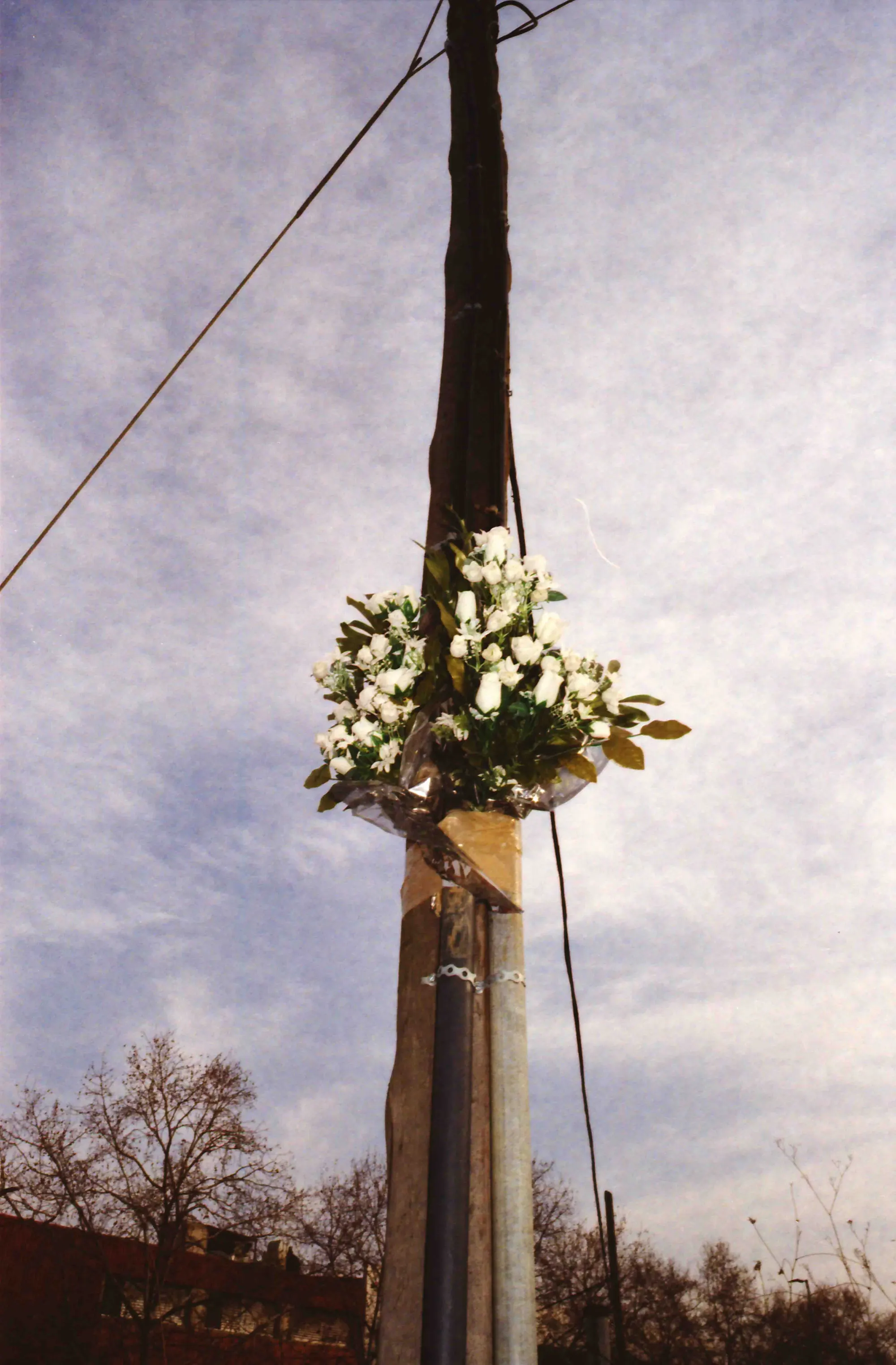 Analog — Photography Archive, still 31