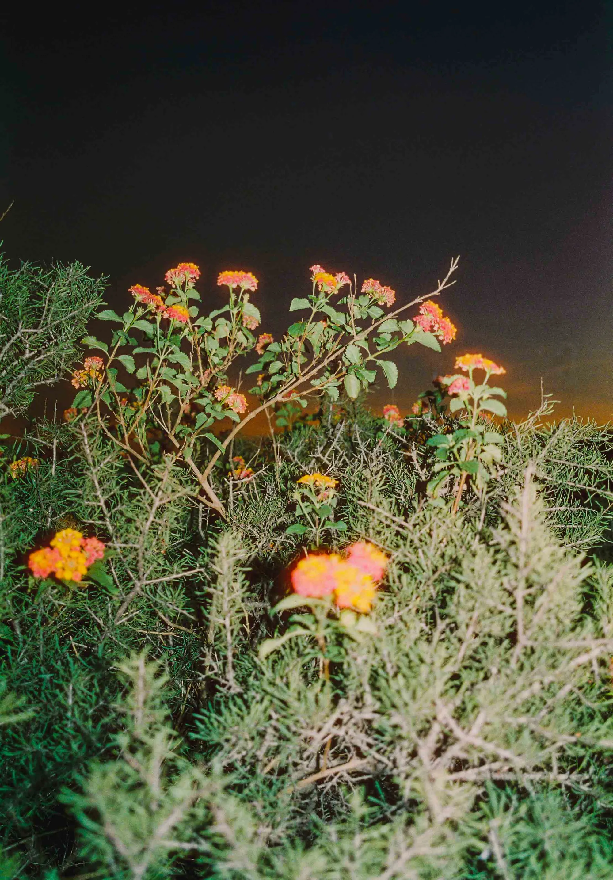 Analog — Photography Archive, still 40
