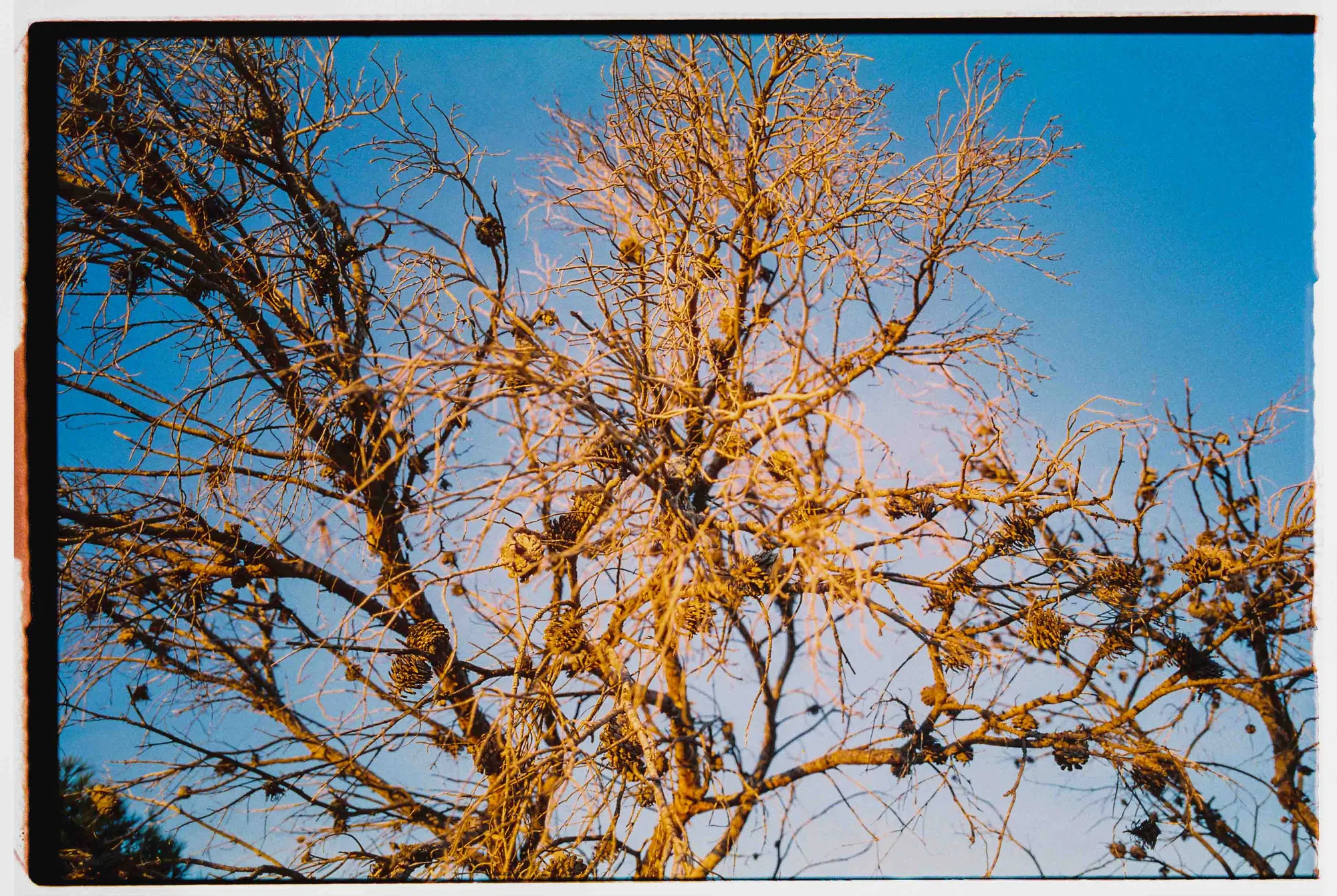 Analog — Photography Archive, still 45