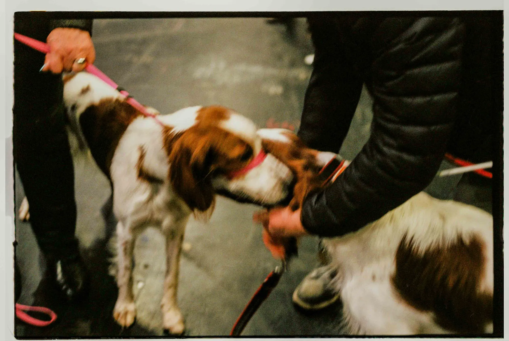 Analog — Photography Archive, still 48