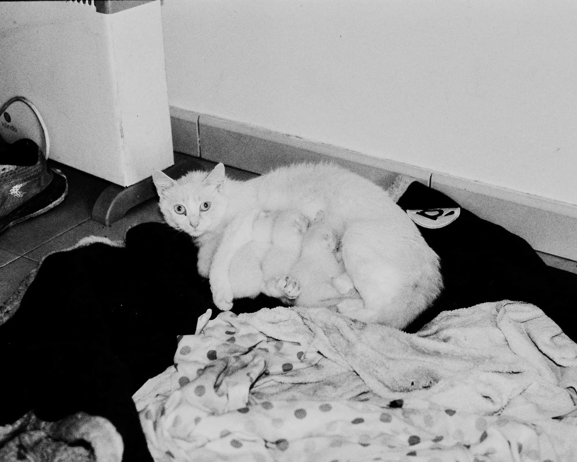 Analog — Photography Archive, still 51