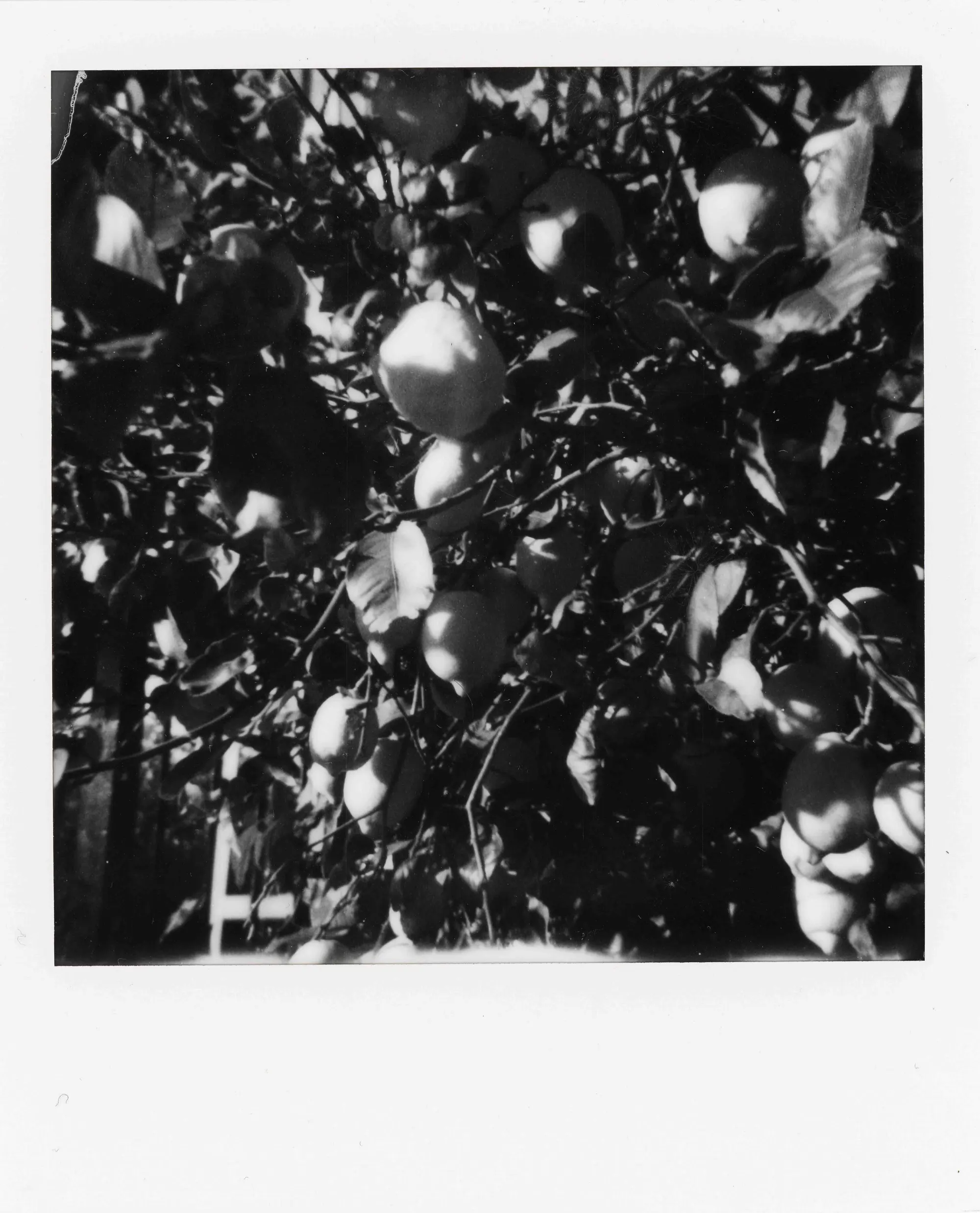 Personal — Polaroids, still 12